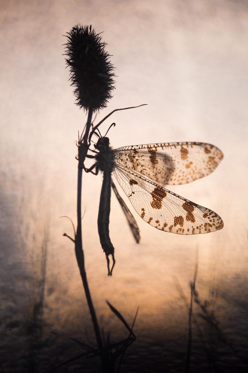 Majestueux - Série Bulles d'obscurité par Carole Rebul