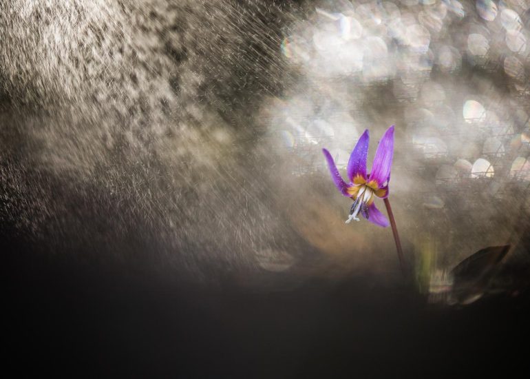 Giboulée d'avril - Série Bulles d'obscurité par Carole Reboul