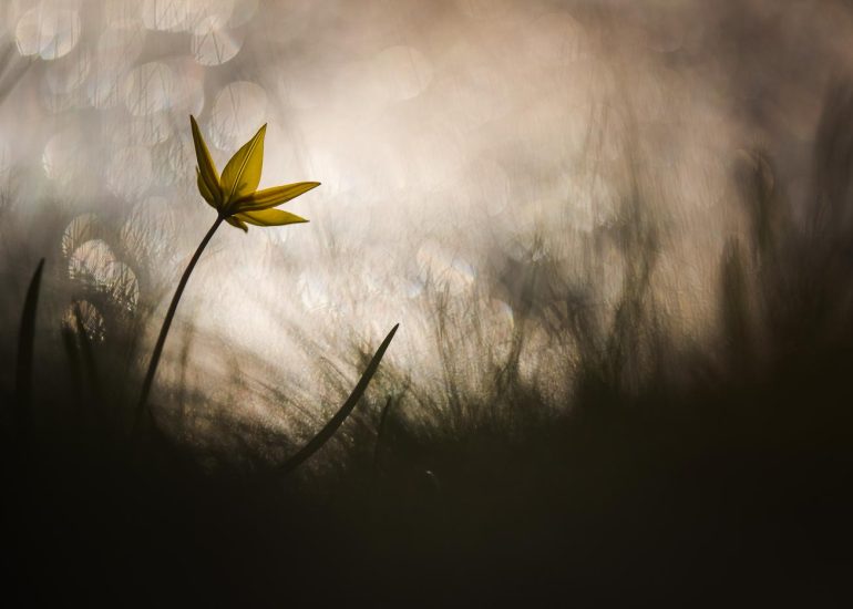 Bulles de tulipe - Série Bulles d'obscurité par Carole Reboul
