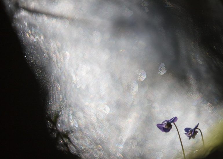 Fleurs simples 11 - Série fleurs par Carole Reboul