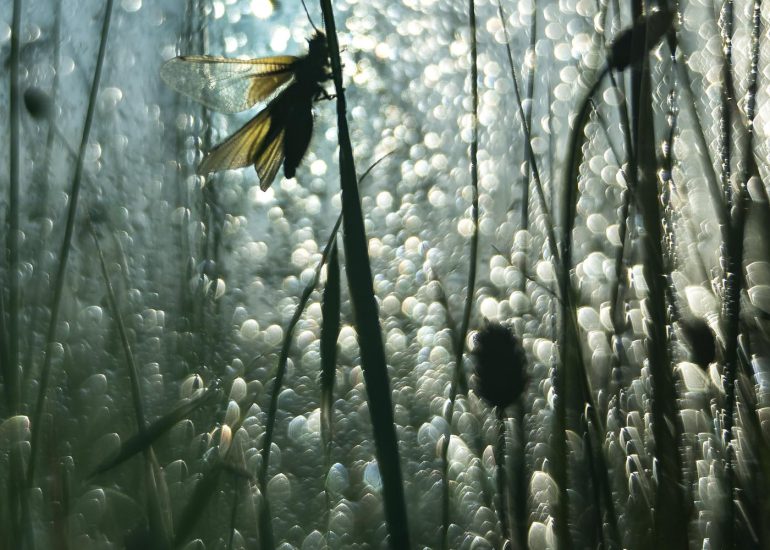 Ascalaphe 10 - Série Insectes par Carole Reboul