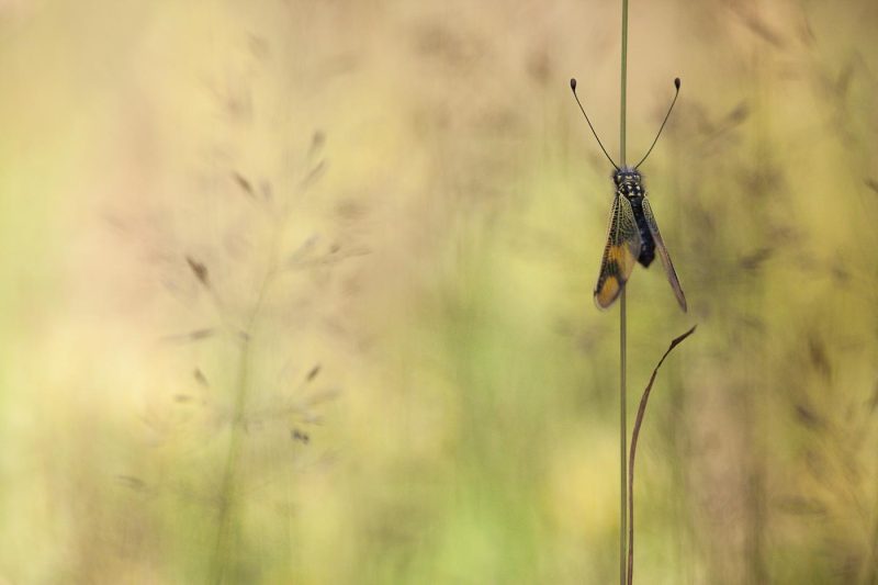 Ascalaphe 2 - Série Insectes par Carole Reboul