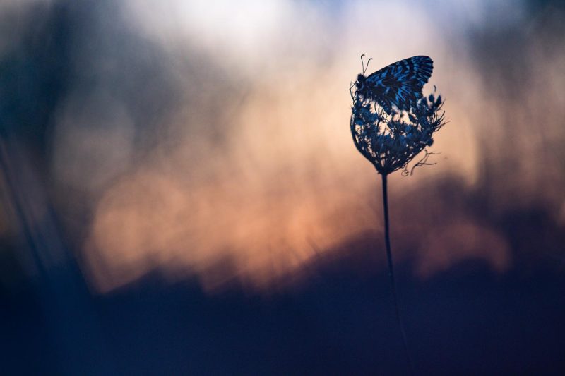 carole reboul macro diane papillon