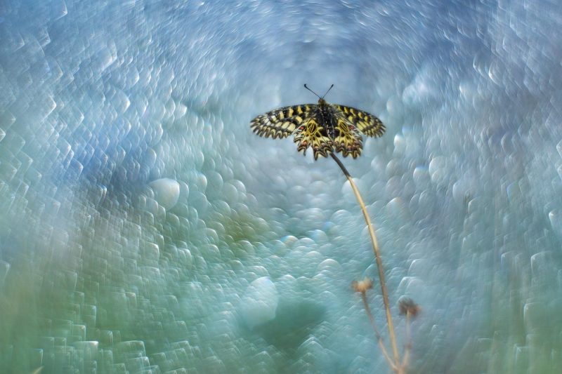 Diane 11 - Série Papillons de lumière par Carole Rebou