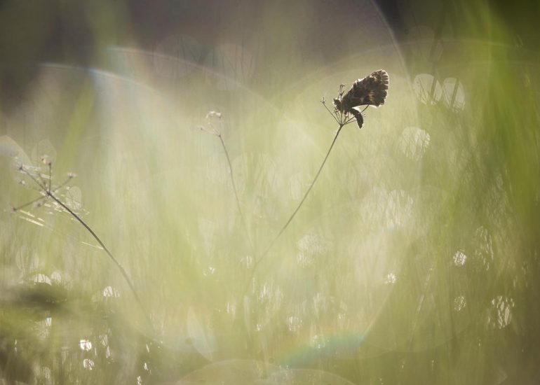 carole reboul macro diane papillon