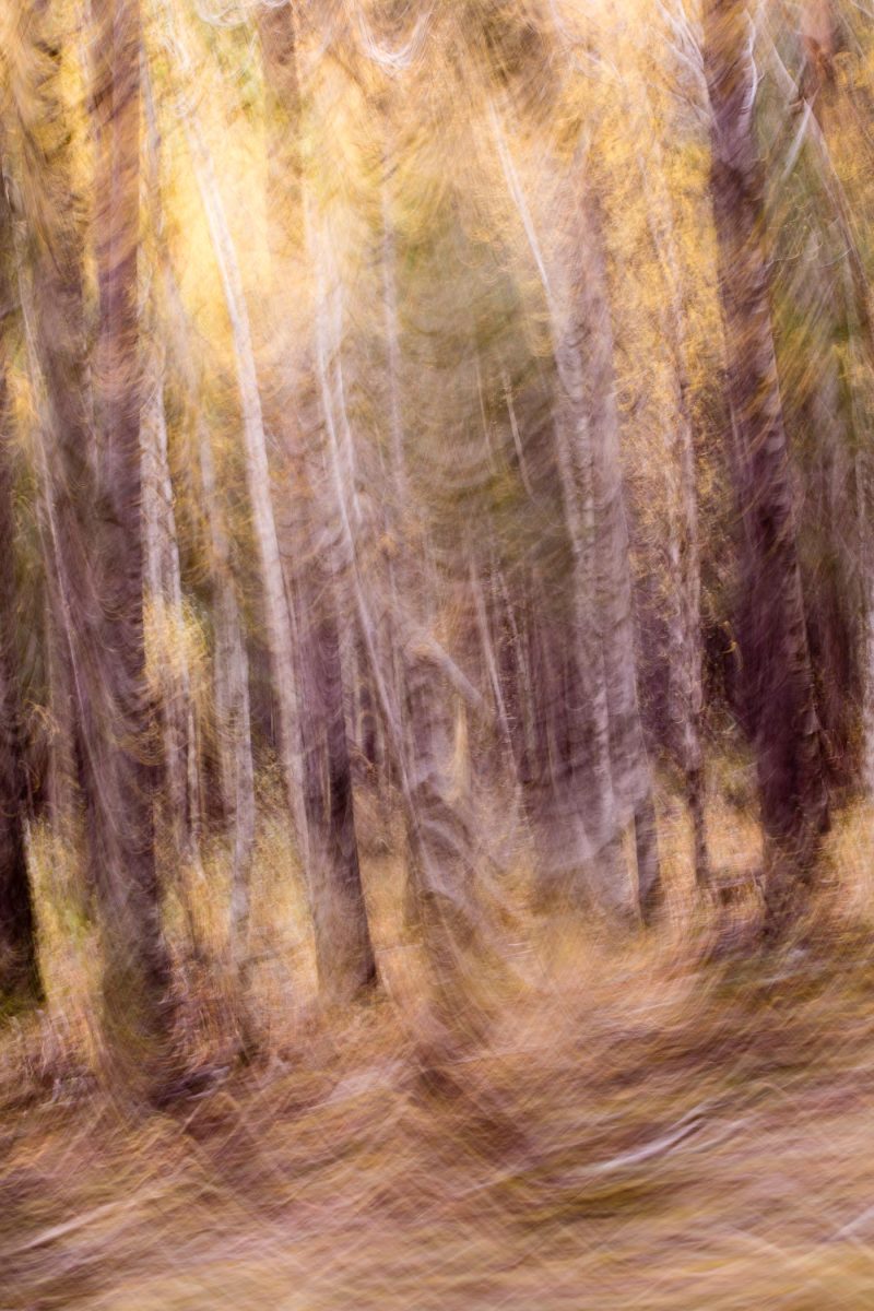 carole reboul flou arbres forets