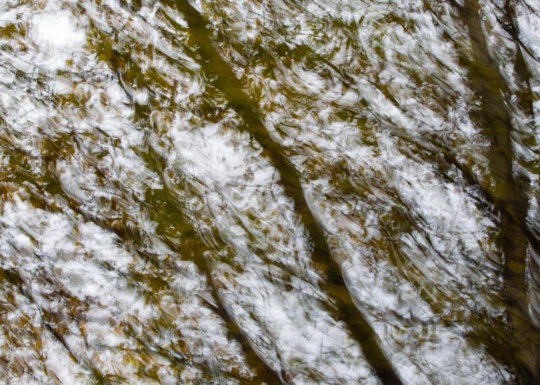 Flou 16 - Série Forêts émotives par Carole Reboul