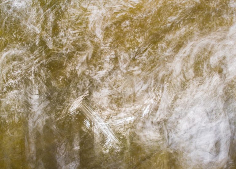 carole reboul flou arbres forets