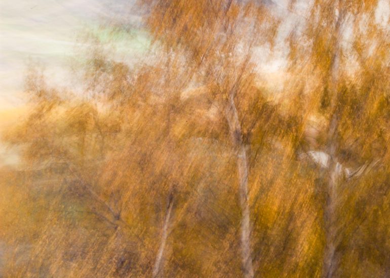 carole reboul flou arbres forets