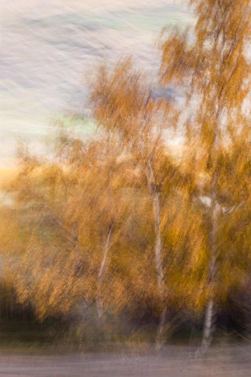 carole reboul flou arbres forets