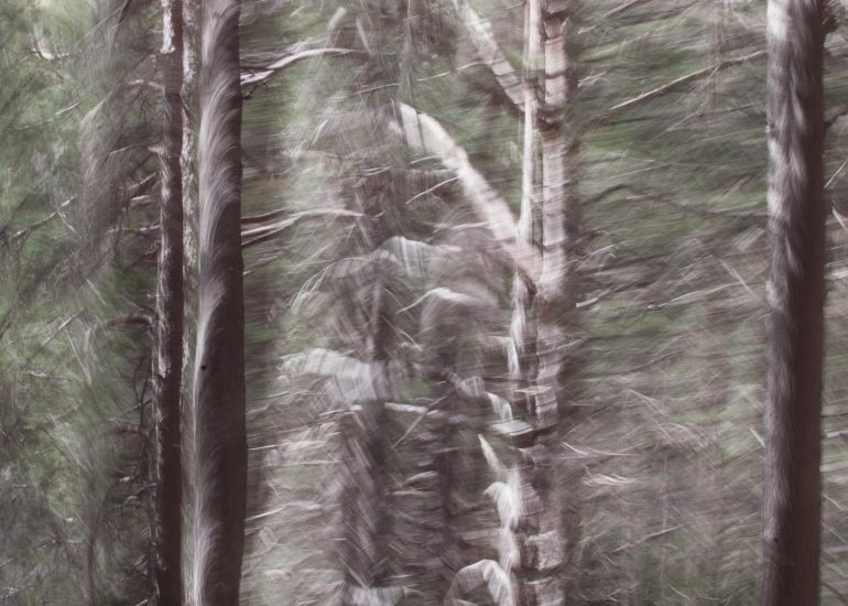 carole reboul flou arbres forets