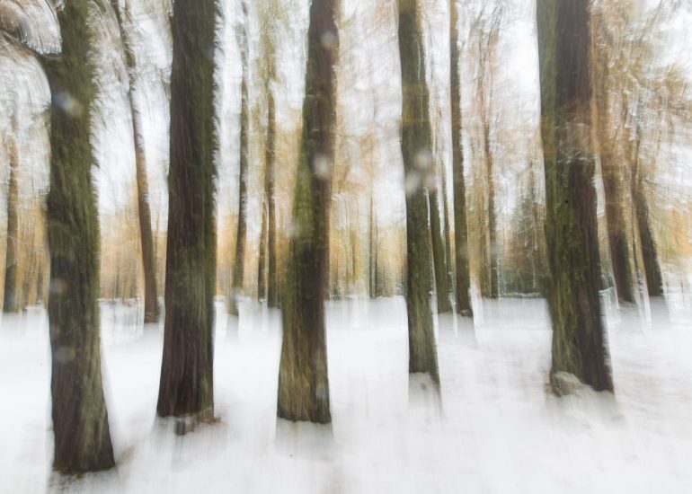 Flou 1 - Série Forêts émotives par Carole Reboul