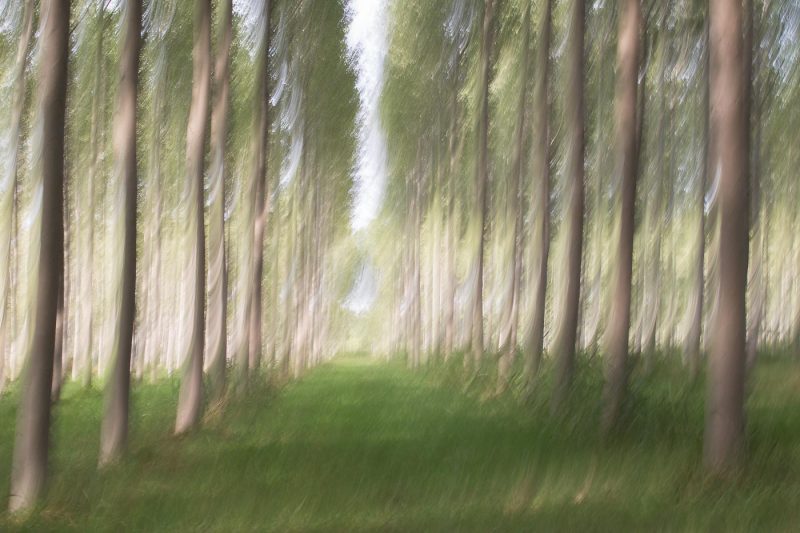 Flou 2 - Série Forêts émotives par Carole Reboul