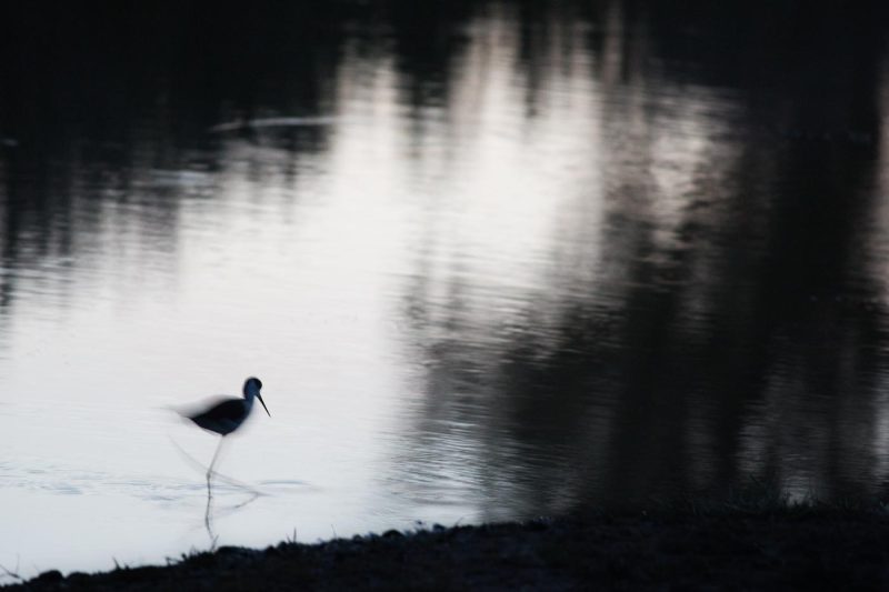 carole reboul flou oiseaux camargue