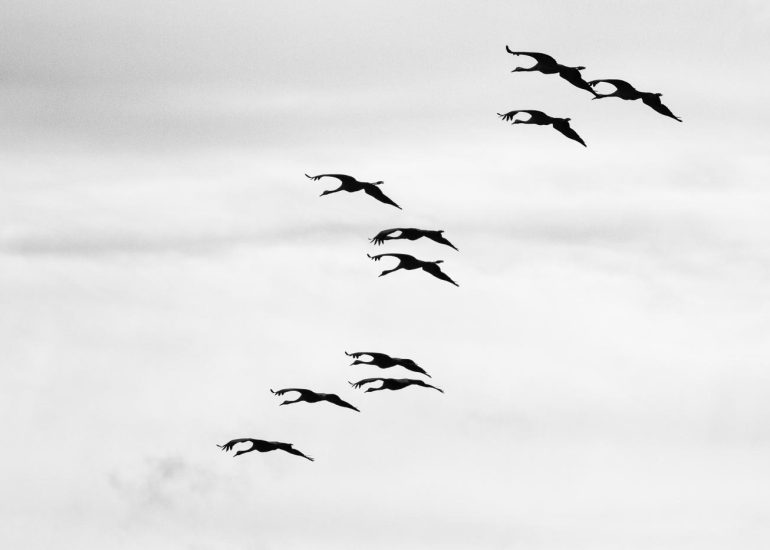carole reboul oiseau grue cendree