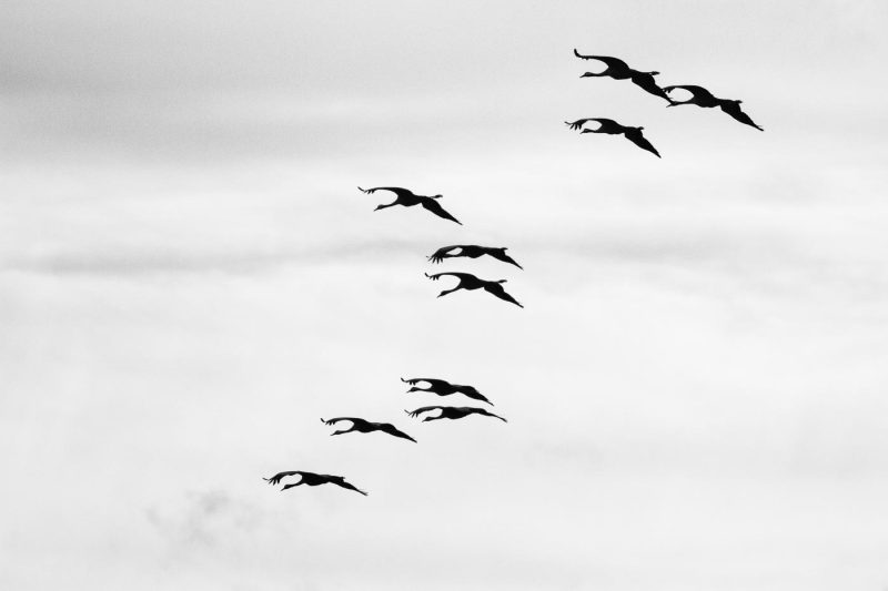 carole reboul oiseau grue cendree