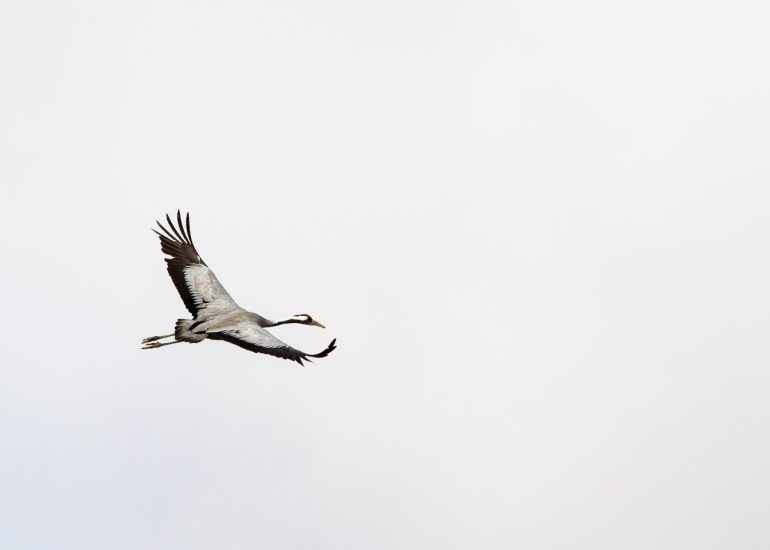 carole reboul oiseau grue cendree