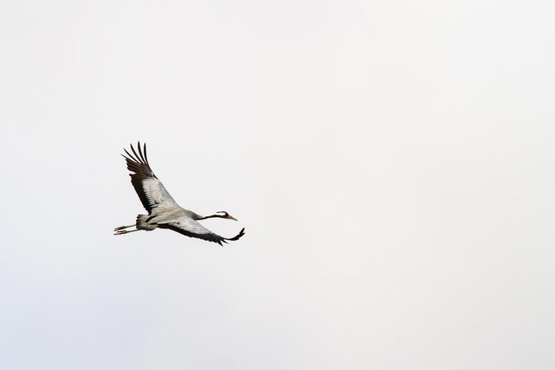 carole reboul oiseau grue cendree