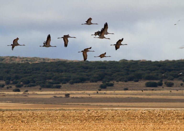 carole reboul oiseau grue cendree