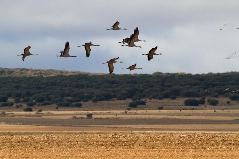 carole reboul oiseau grue cendree