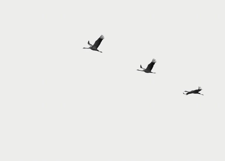 carole reboul oiseau grue cendree