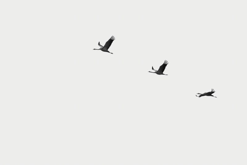 carole reboul oiseau grue cendree