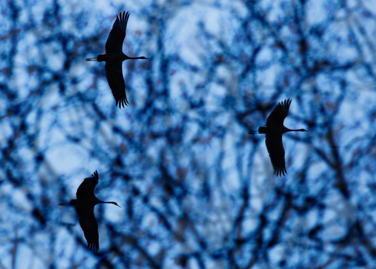 carole reboul oiseau grue cendree