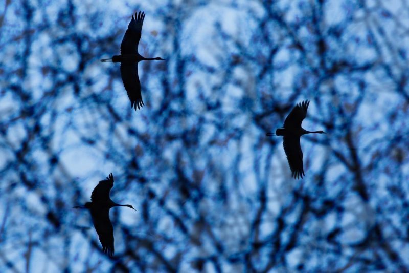 carole reboul oiseau grue cendree