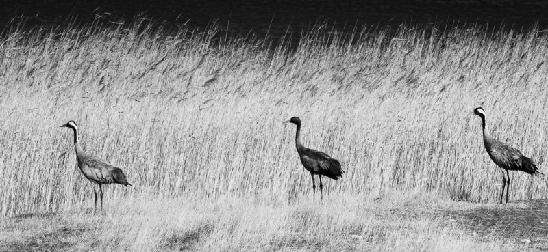 carole reboul oiseau grue cendree
