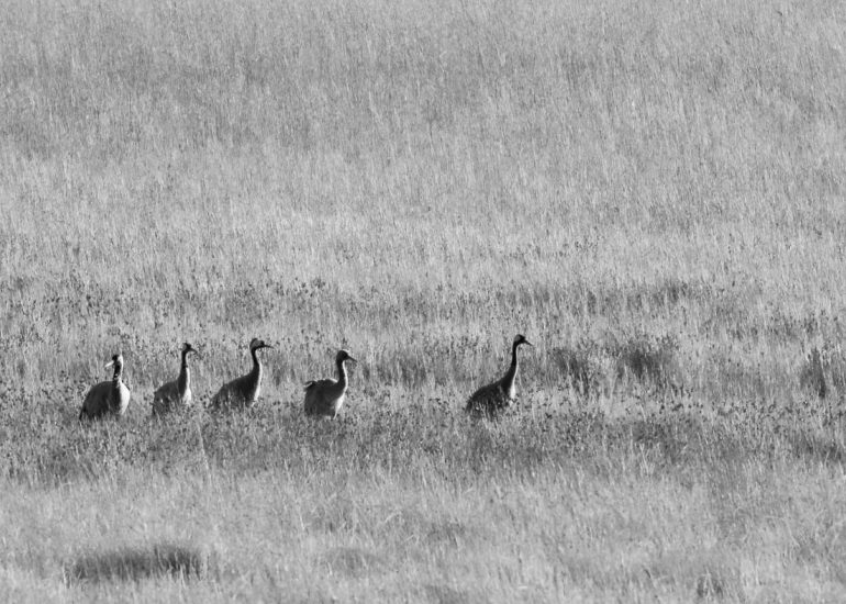 carole reboul oiseau grue cendree
