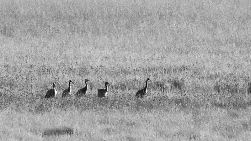 carole reboul oiseau grue cendree