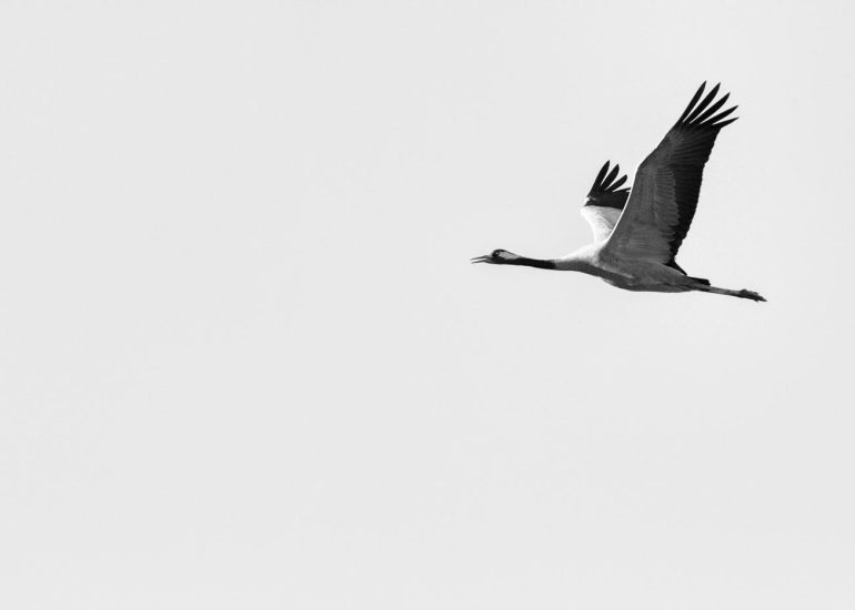 carole reboul oiseau grue cendree