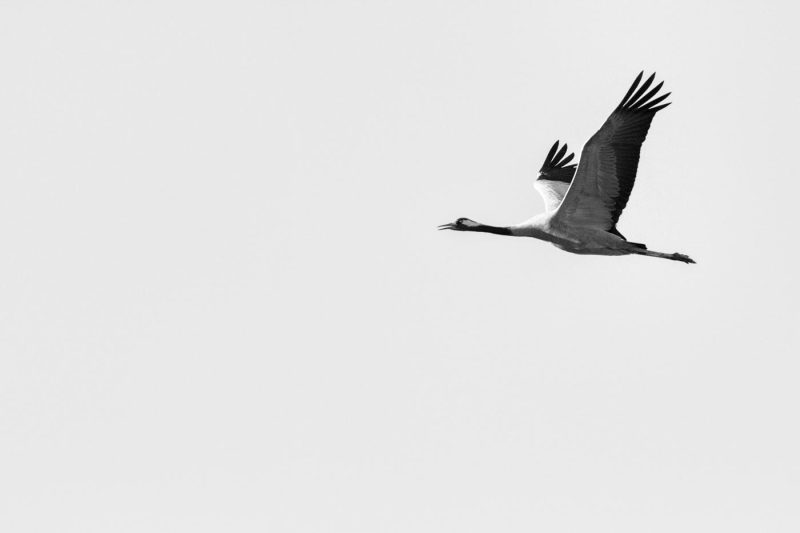 carole reboul oiseau grue cendree