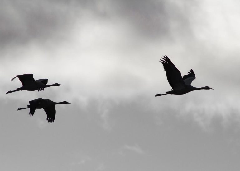 carole reboul oiseau grue cendree