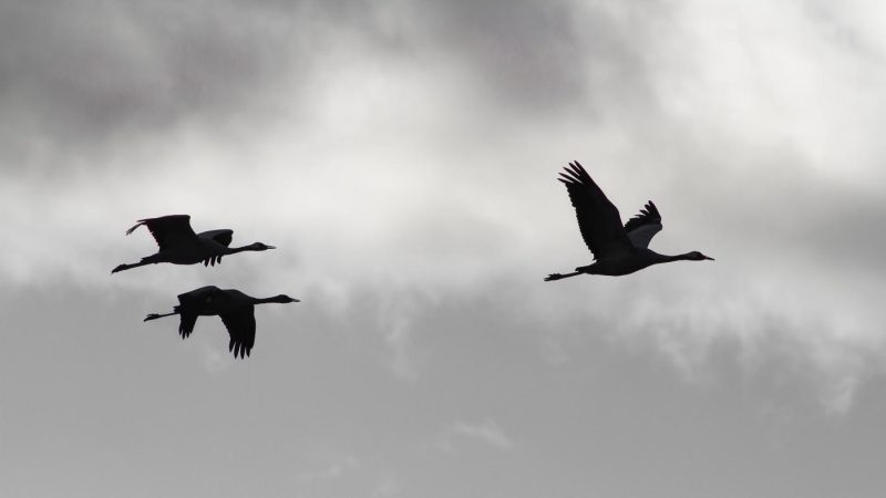 carole reboul oiseau grue cendree