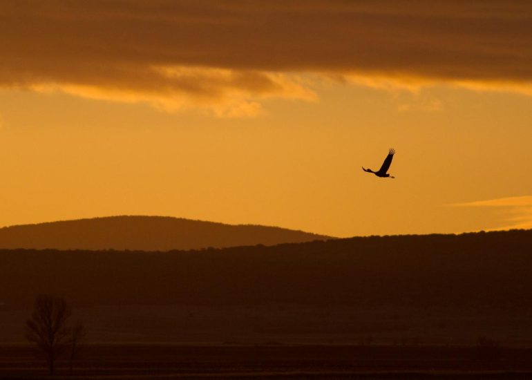 carole reboul oiseau grue cendree
