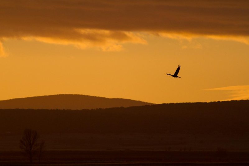 carole reboul oiseau grue cendree
