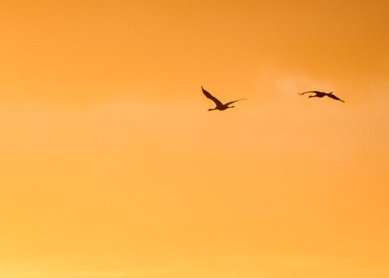 carole reboul oiseau grue cendree