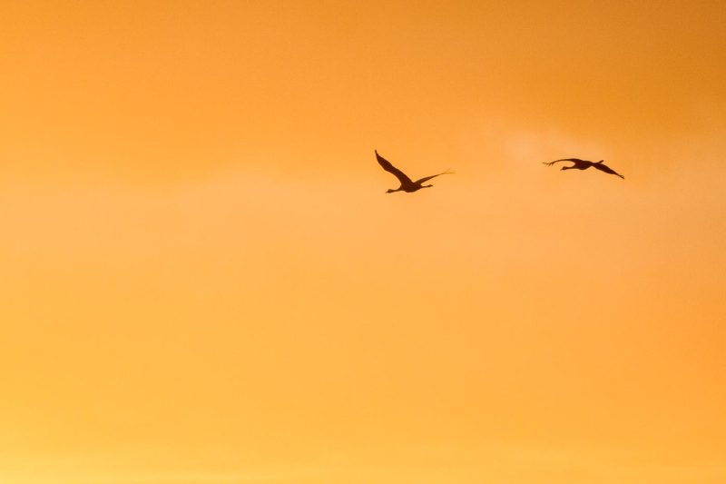 carole reboul oiseau grue cendree