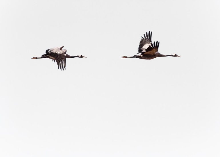 carole reboul oiseau grue cendree
