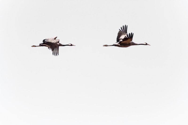 carole reboul oiseau grue cendree