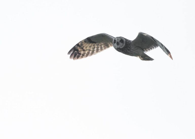 carole reboul oiseaux rapaces hibou marais
