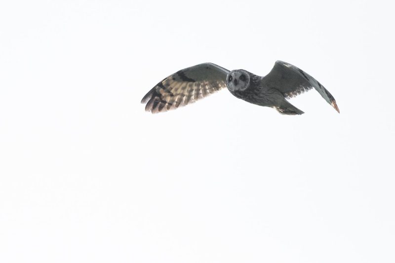 carole reboul oiseaux rapaces hibou marais