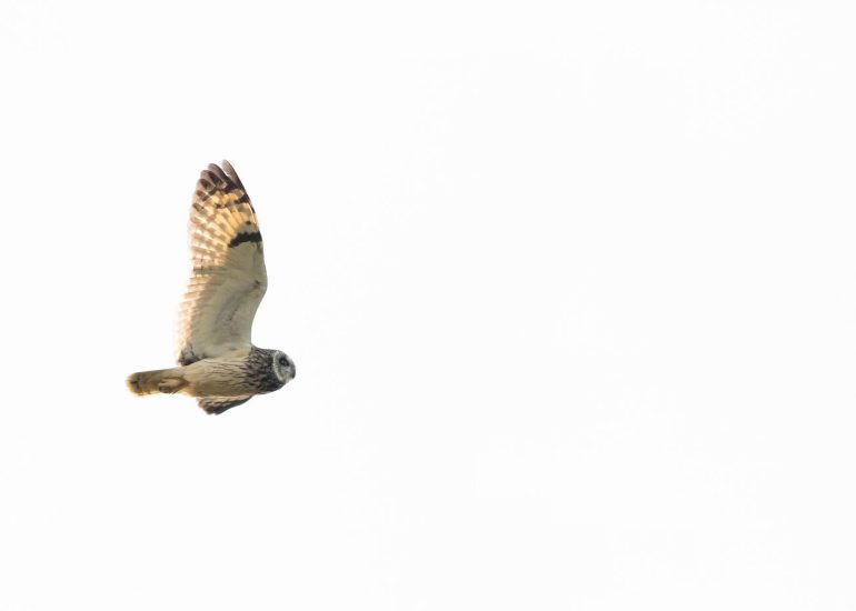 carole reboul oiseaux rapaces hibou marais