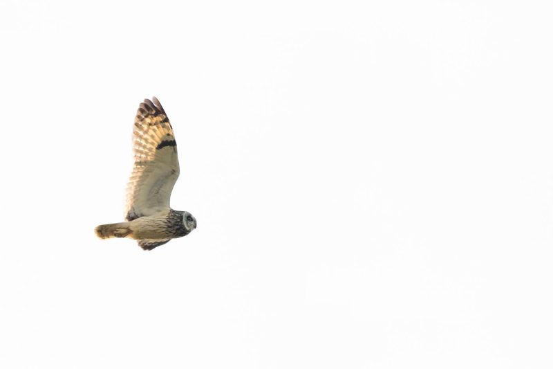 carole reboul oiseaux rapaces hibou marais