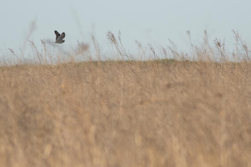 carole reboul oiseaux rapaces hibou marais