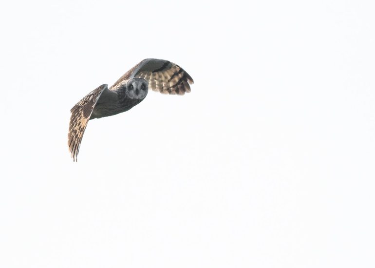 carole reboul oiseaux rapaces hibou marais