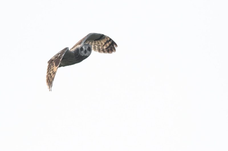 carole reboul oiseaux rapaces hibou marais
