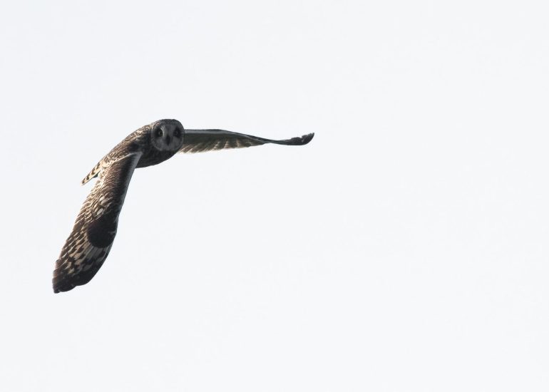 carole reboul oiseaux rapaces hibou marais
