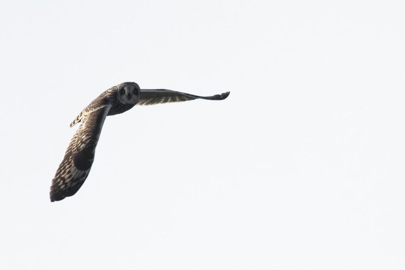 carole reboul oiseaux rapaces hibou marais